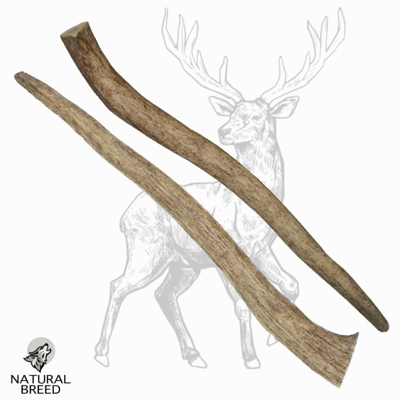 Bois de cerf (75-150 gr) - Friandise naturelle à mâcher pour Chien