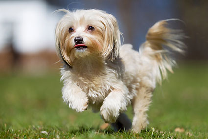 Ruff Out pour chien & chat