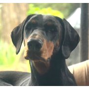 Tikvah doberman