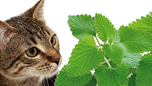 Bienfaits du Catnip pour les Chats