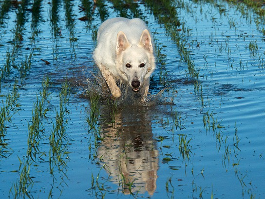 Alka, White Swiss Shepherd