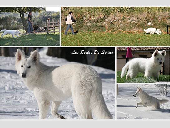 Les Écrins De Sirius (Breeder) 